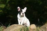 BOULEDOGUE FRANCAIS 1239